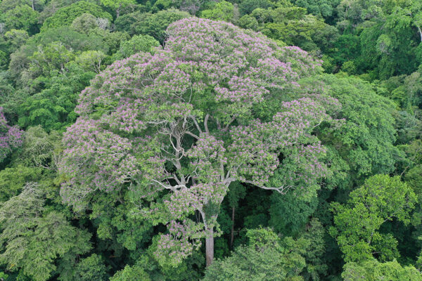Some tropical trees act as lightning rods to fend off rivals