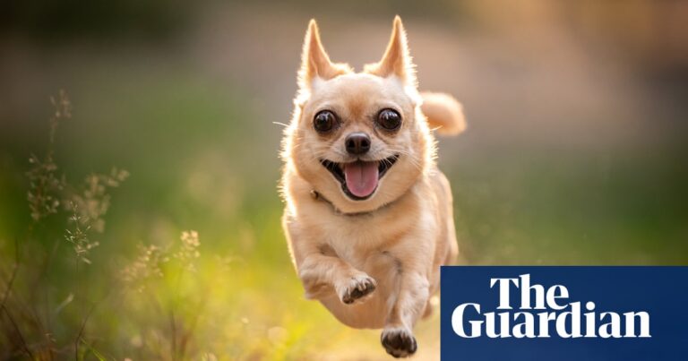 ‘It’s all about tone of voice’: three dog trainers on how to beat behavioural problems | Dogs