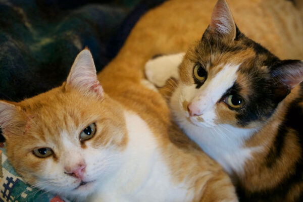 What gene makes orange cats orange? Scientists figured it out