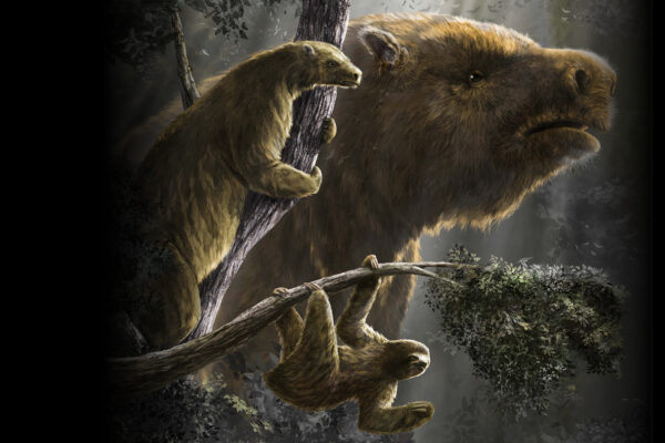 Sloths once came in a dizzying array of sizes. Here’s why