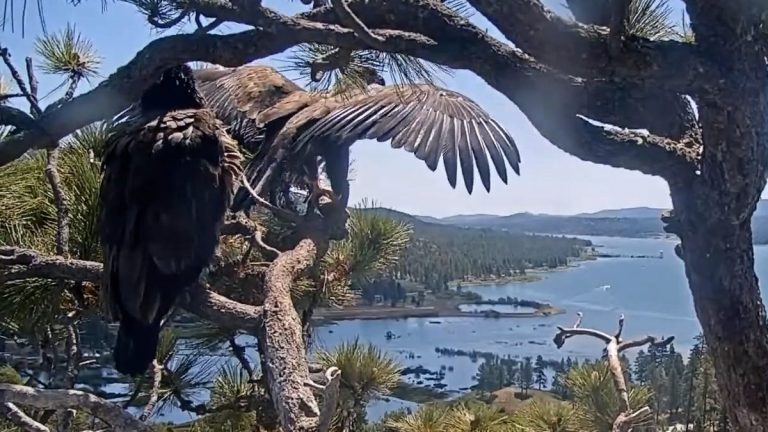 Jackie and Shadow’s new eaglet Sunny takes first flight: Watch video