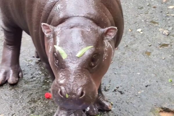 Pygmy hippo Moo Deng sports leaf ‘eyebrows’ in viral video