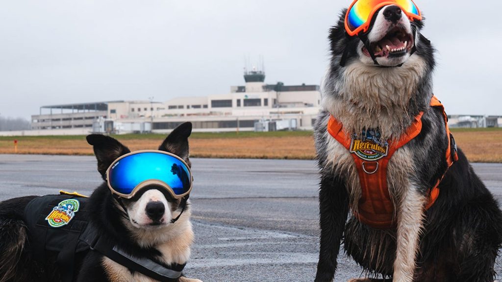 How these dogs help your flights land safely