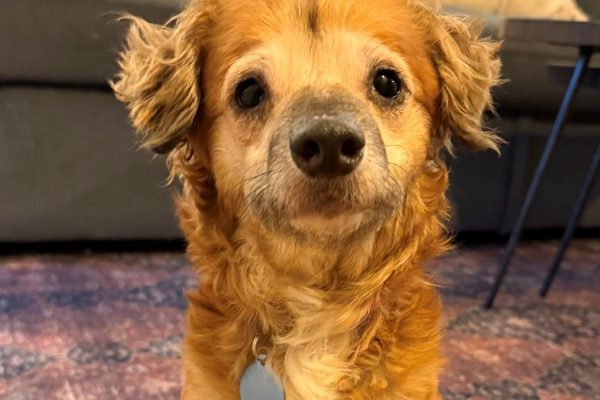 Famous TikTok dog Tiki is up for adoption, but the waitlist is full