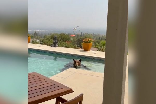 Bear splashes into pool in first sighting since LA wildfires: Watch
