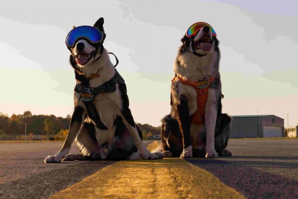These working dogs are more than just airport securityAnimalkind